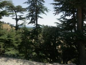 djebel chelia (aurès)