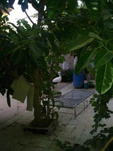 Une cigogne dans la cour de maison