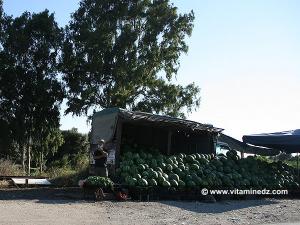 Le vendeur de pastèques