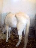 TIARET BERCEAU DU CHEVAL PAR EXCELLENCE