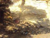 Foret périurbaine  deTiaret CRIME A CIEL OUVERT