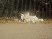 Foret périurbaine  deTiaret CRIME A CIEL OUVERT