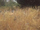 CIMETIÈRE DE TIARET