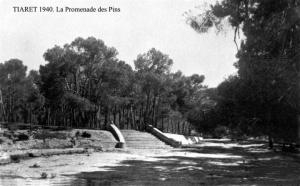 ANCIENNE TIARET LA PROMENADE DES PINS 1940