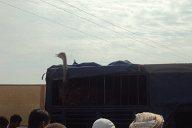 L'AUTRUCHE A L 'HONNEUR AU SOUK DE TIARET