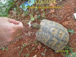 GHAZAOUET---LA TORTUE DU JARDIN PUBLIC--