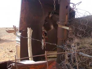 حمارة تاكل الكلاب