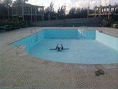 DANS UNE PISCINE  DRAPEAU VERT A TIARET