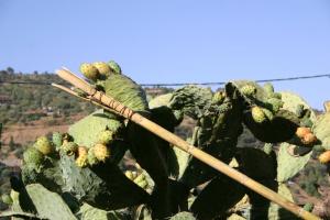 Ighil Igoulmimene Akirmousse, le fruit du pauvre