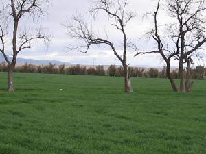 Espace  vert  de  la meskiana