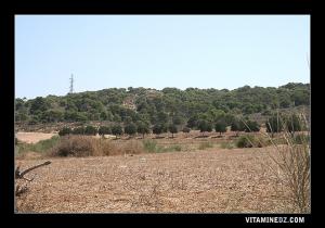 Foret près de Mazagran