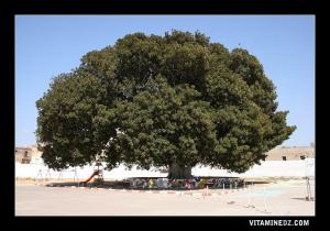 Arbre Caoutchouc centenaire , Ficus elastica au quartier Saint Jules