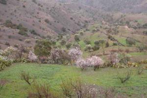Amandiers à Adrar n Sidi Idir