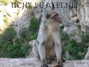 Pic des singes - Gouraya -