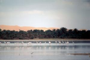 Flamand Rose Janvier 1983