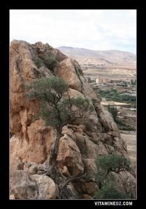 Olivier perché sur le Mont de Sidi Abdelkader