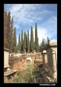 Cimetière juif de Saida                   .