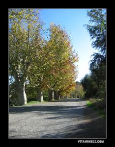 Les platanes, une richesse naturelle pour la commune de Ouled Mimoune