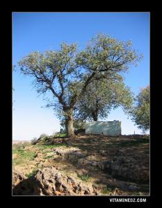 Marabout de Sidi Bellil