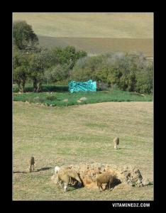 Marabout de Sidi Mohammed