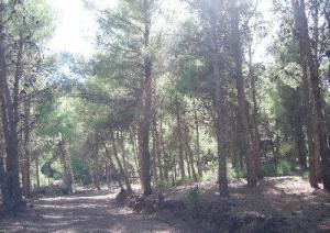 Fôret d'Ain El Kebira