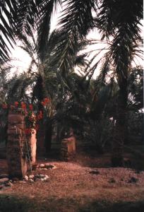 Oasis de Biskra