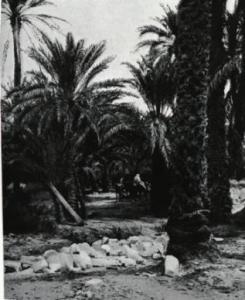 Oasis de M'Chounèche, sur l'Oued El Abiod