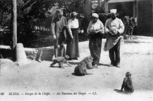 Blida, Gorges de la Chiffa Au ruisseau des Singes