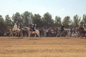 SOUGUEUR FANTASIA OULED SIDI BENYAGOUB