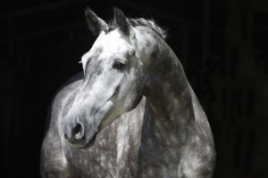 LE CHEVAL A L'HONNEUR  JUMENTERIE DE TIARET