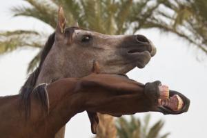 LE CHEVAL A L'HONNEUR  JUMENTERIE DE TIARET