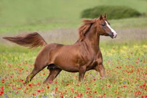 LE CHEVAL A L'HONNEUR  JUMENTERIE DE TIARET
