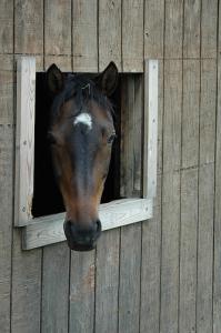 LE CHEVAL A L'HONNEUR  JUMENTERIE DE TIARET