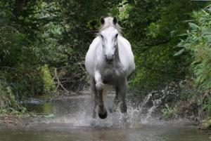 LE CHEVAL A L'HONNEUR  JUMENTERIE DE TIARET