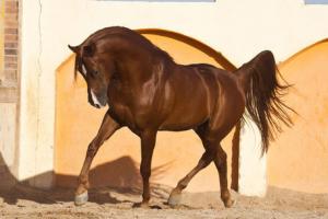 LE CHEVAL A L'HONNEUR  JUMENTERIE DE TIARET
