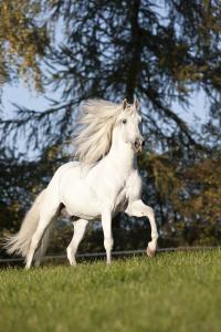 LE CHEVAL A L'HONNEUR  JUMENTERIE DE TIARET