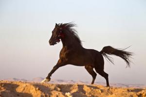 LE CHEVAL A L'HONNEUR  JUMENTERIE DE TIARET