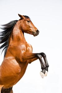 LE CHEVAL A L'HONNEUR  JUMENTERIE DE TIARET