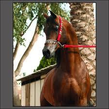 LE CHEVAL A L'HONNEUR  JUMENTERIE DE TIARET