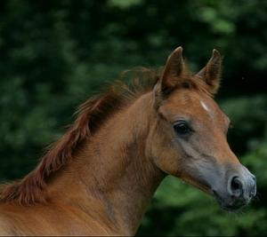 LE CHEVAL A L'HONNEUR  JUMENTERIE DE TIARET