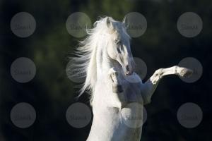 LE CHEVAL A L'HONNEUR  JUMENTERIE DE TIARET