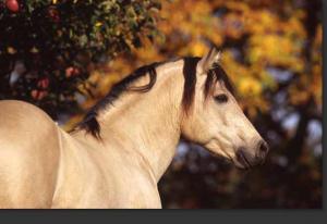 LE CHEVAL A L'HONNEUR  JUMENTERIE DE TIARET