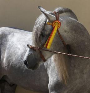LE CHEVAL A L'HONNEUR  JUMENTERIE DE TIARET
