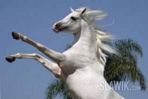 LE CHEVAL A L'HONNEUR  JUMENTERIE DE TIARET