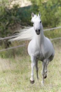 LE CHEVAL A L'HONNEUR  JUMENTERIE DE TIARET
