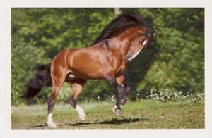 LE CHEVAL A L'HONNEUR  JUMENTERIE DE TIARET