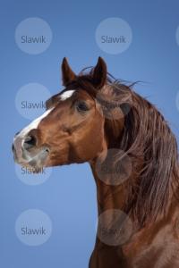 LE CHEVAL A L'HONNEUR  JUMENTERIE DE TIARET