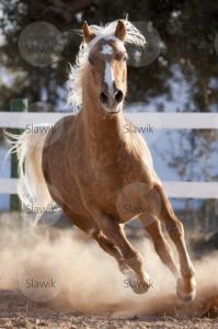 LE CHEVAL A L'HONNEUR  JUMENTERIE DE TIARET