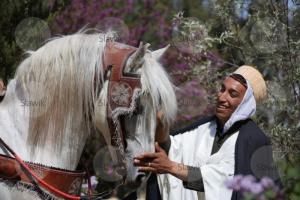 LE CHEVAL A L'HONNEUR  JUMENTERIE DE TIARET