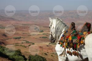 LE CHEVAL A L'HONNEUR  JUMENTERIE DE TIARET
